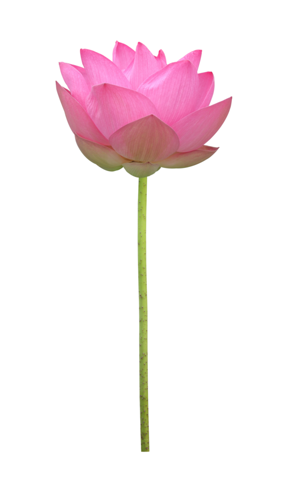 Pink lotus flower in full bloom isolated on transparent background for design usage png