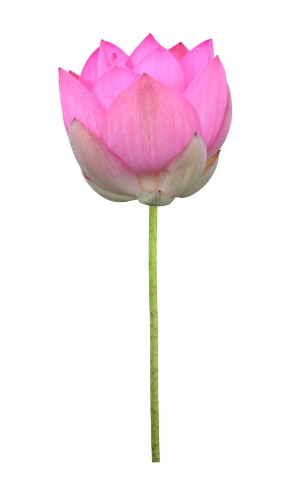 Pink lotus flower in full bloom isolated on transparent background for design usage purpose png