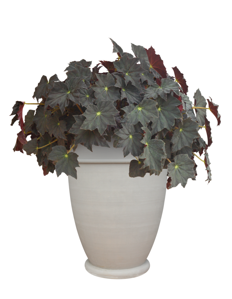 Large begonia plant in white terracotta clay pot isolated on transparent background with clipping path for garden design usage png