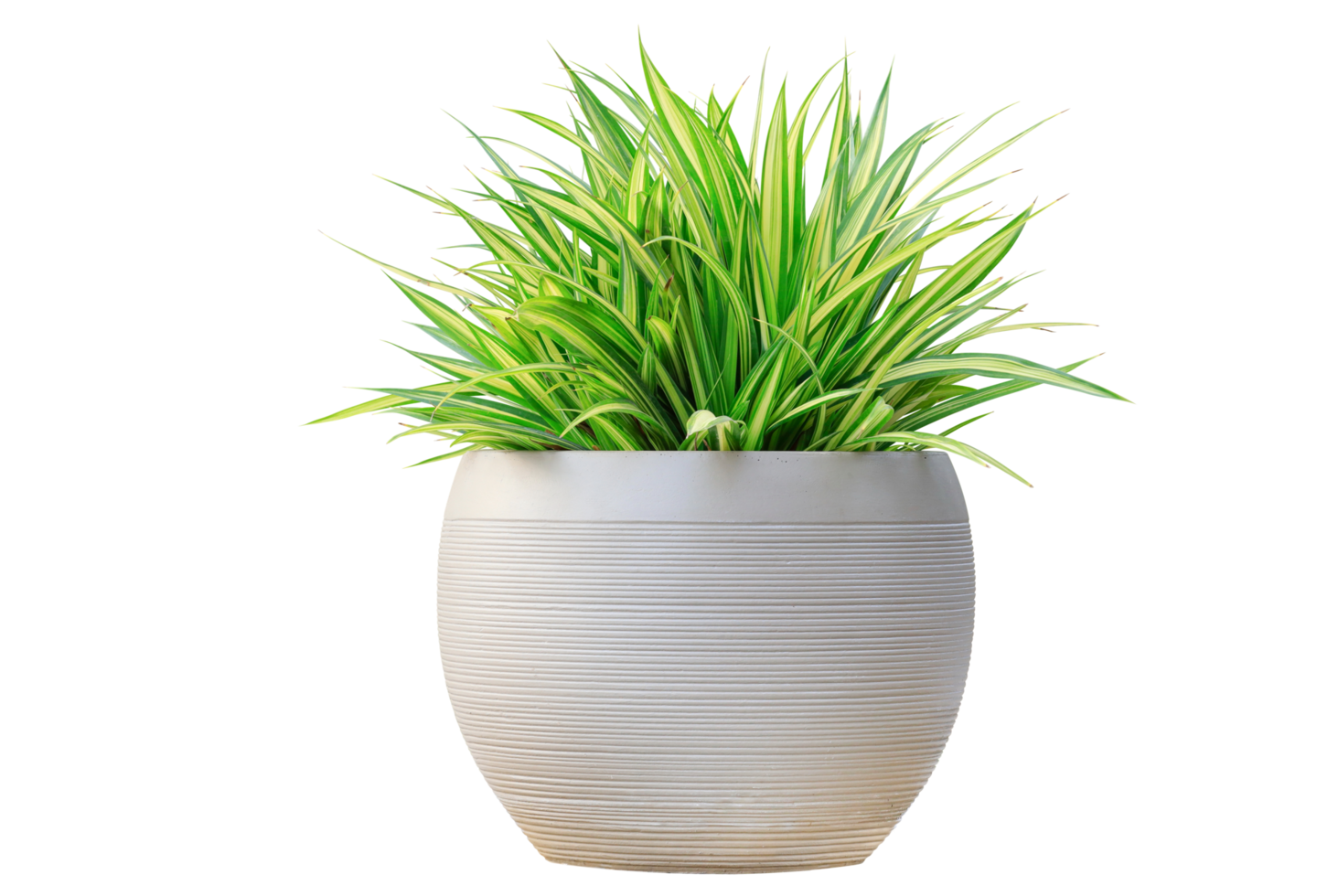 Variegated grass pandanus plant in white round contemporary pot container isolated on transparent background for garden design usage png