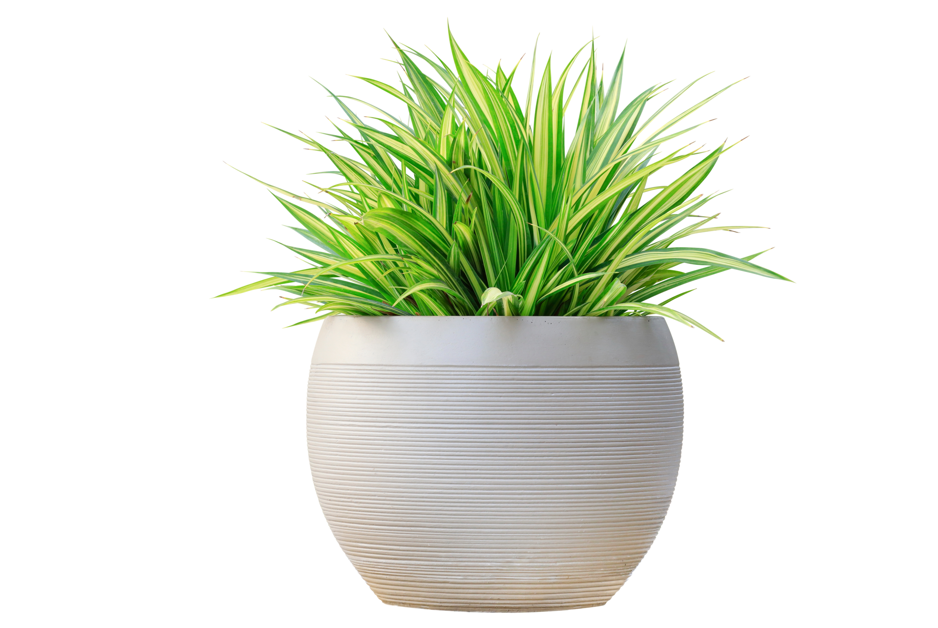 Tree Pot PNGs for Free Download
