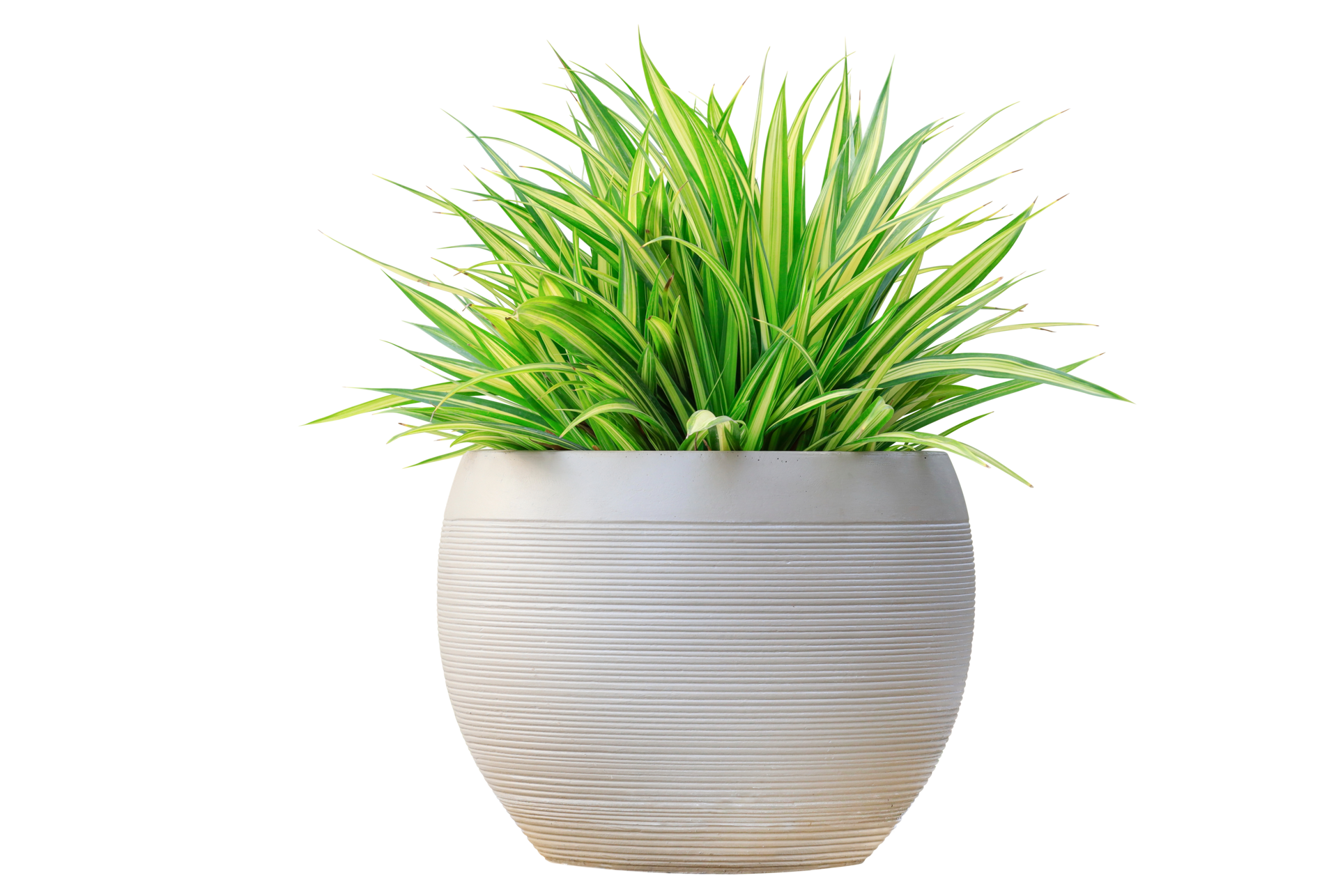Tree Pot PNGs For Free Download