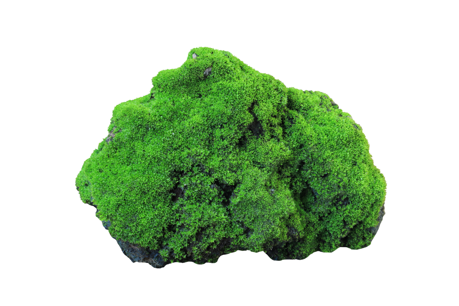 moss