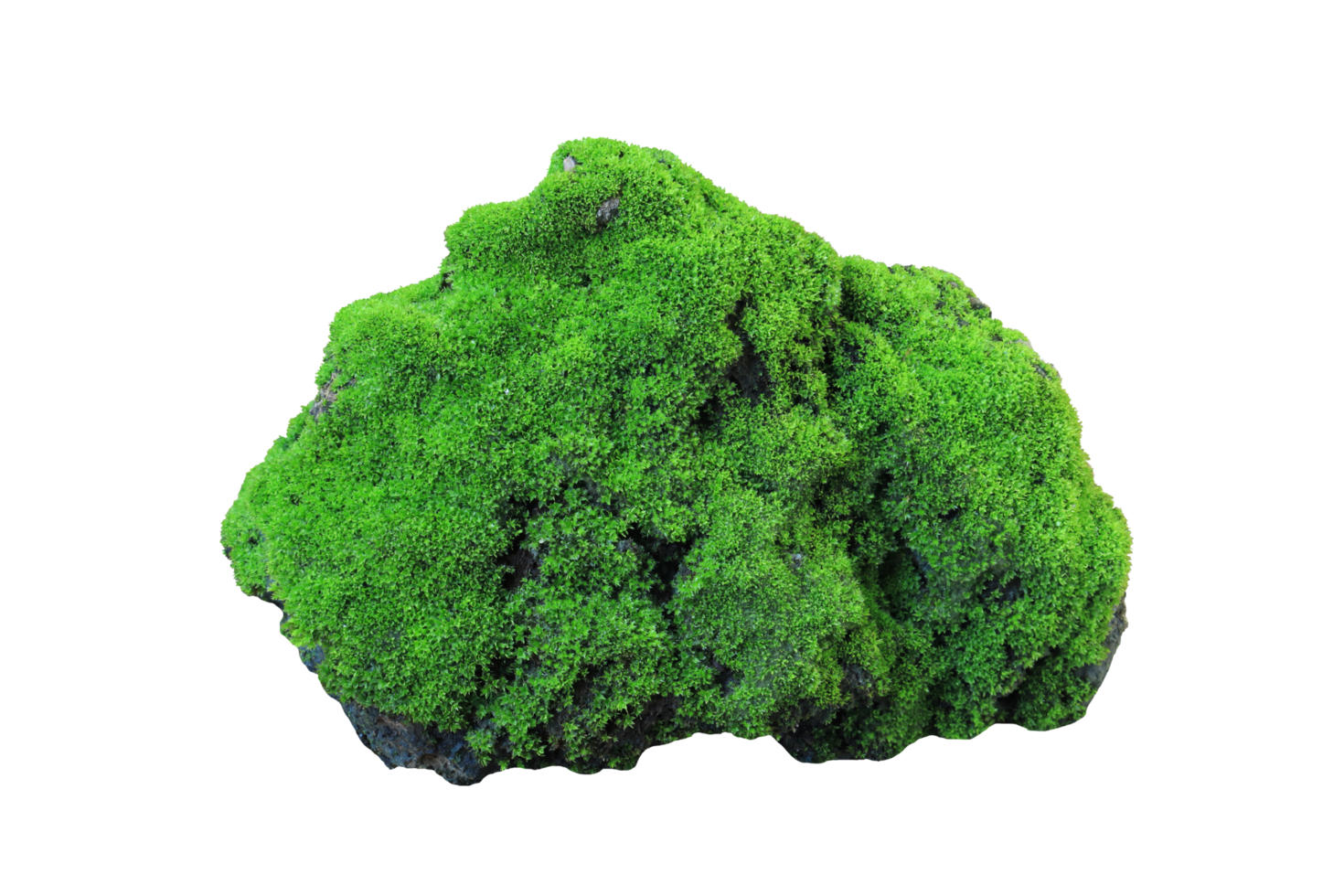 Moss PNGs For Free Download