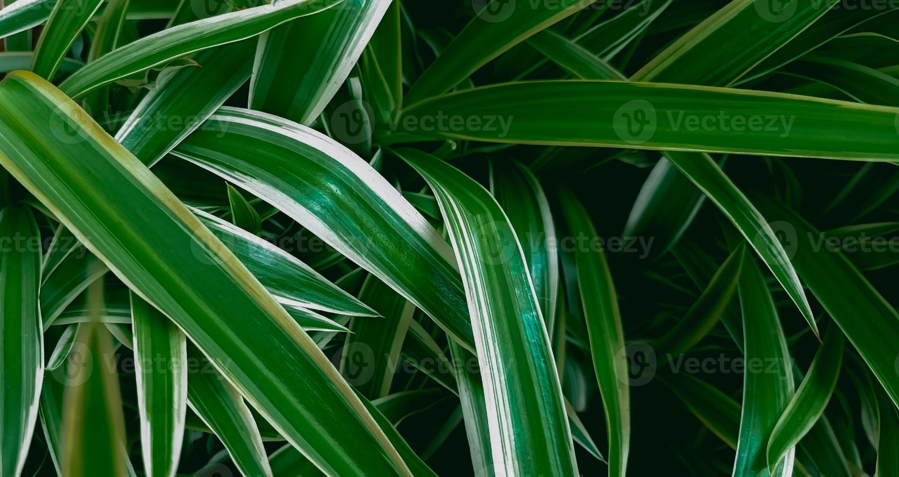 papel tapiz verde hoja. fondo naturaleza hojas foto