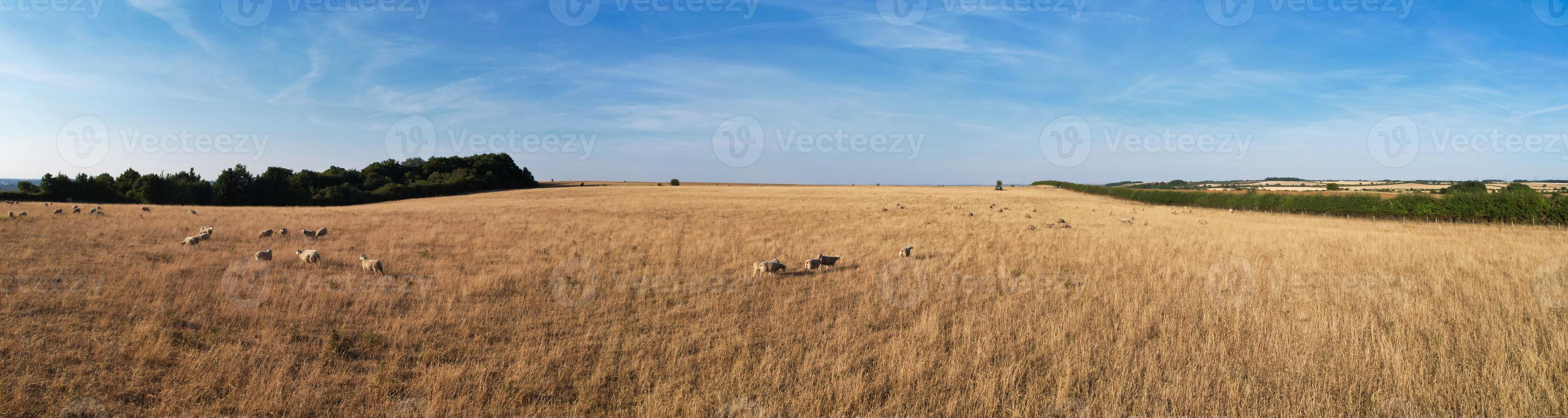 High Angle view of British Lamb and Sheep Farms at Countryside of England UK, it was Sunset Time photo