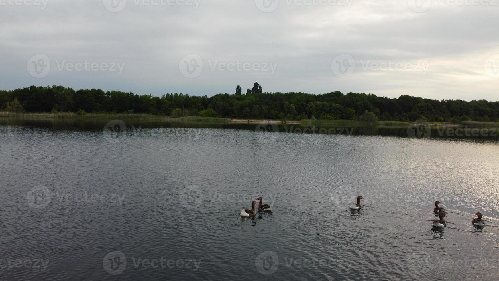 Aerial and High Angle Image Cute Water Birds are Swimming in the Stewartby Lake of England UK on Beautiful Early Morning at Sunrise photo