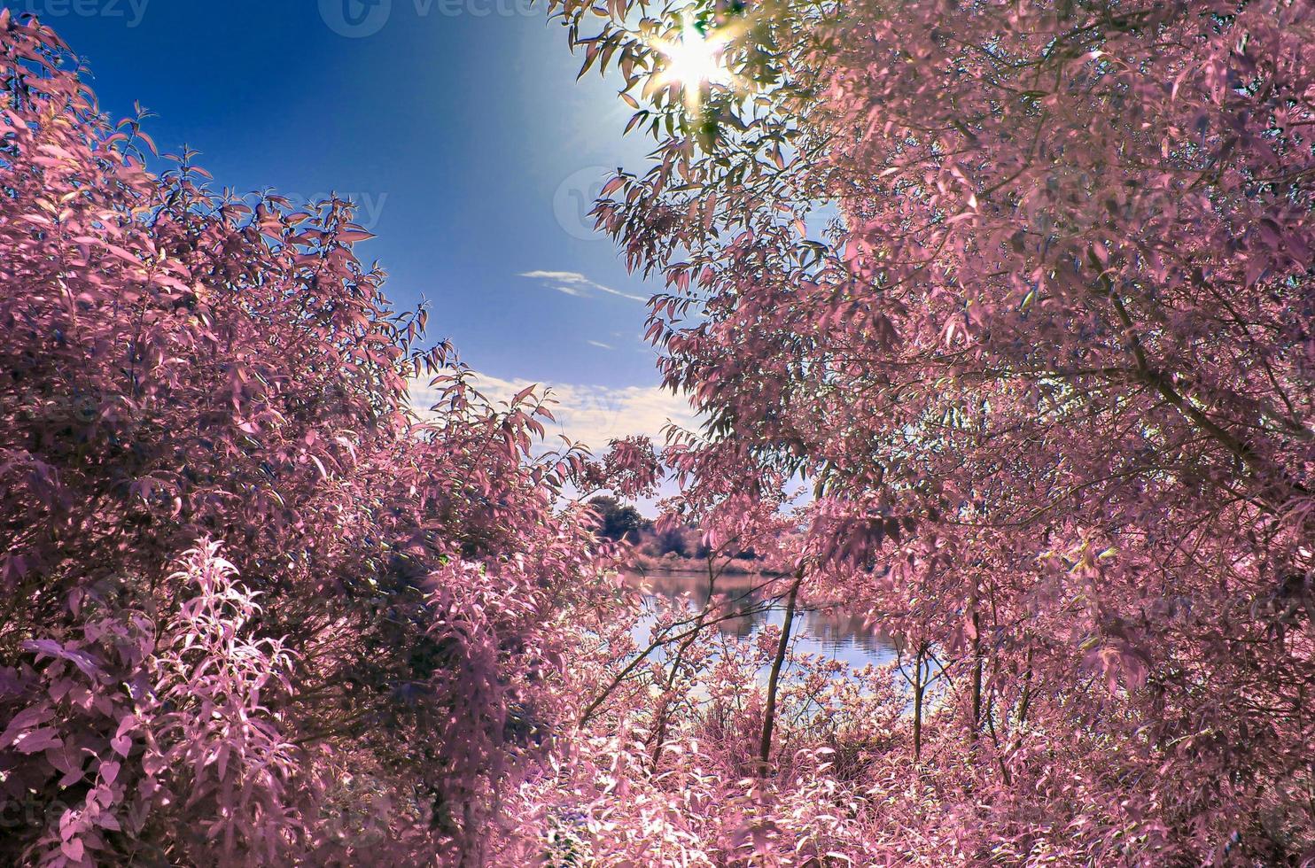 hermoso paisaje infrarrojo rosa en un lago con una superficie de agua reflectante. foto