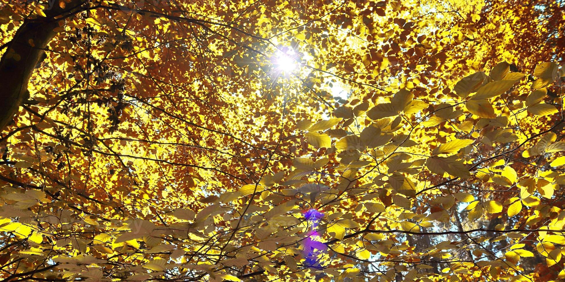 Beautiful panorama view on a golden autumn landscape found in europe photo