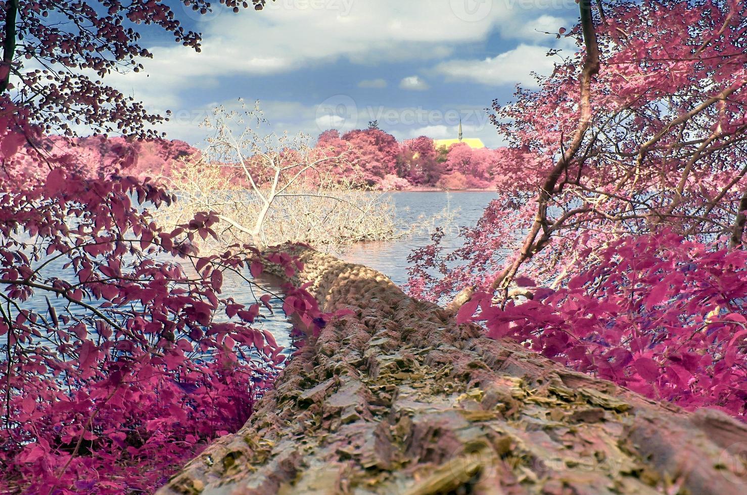 Beautiful pink infrared landscape at a lake with a reflective water surface. photo