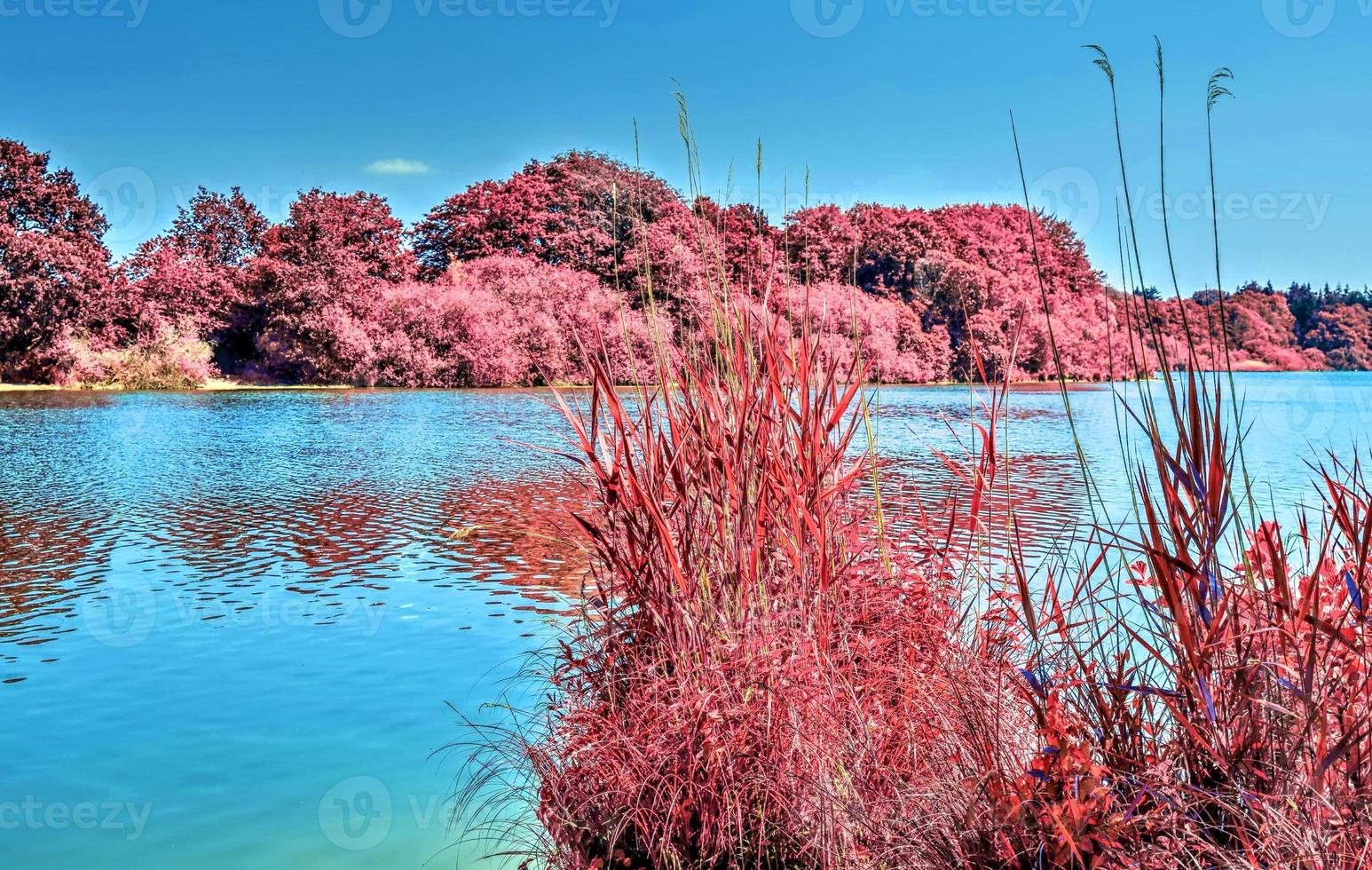 Beautiful pink infrared landscape at a lake with a reflective water surface. photo