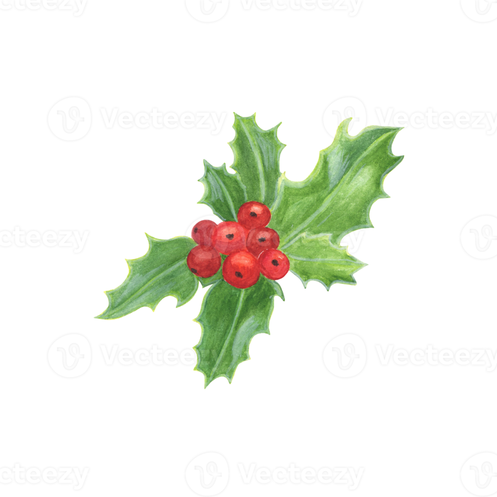 pianta tradizionale per le vacanze invernali, foglie e bacche di agrifoglio, simbolo delle celebrazioni di fine anno, famiglia e casa png
