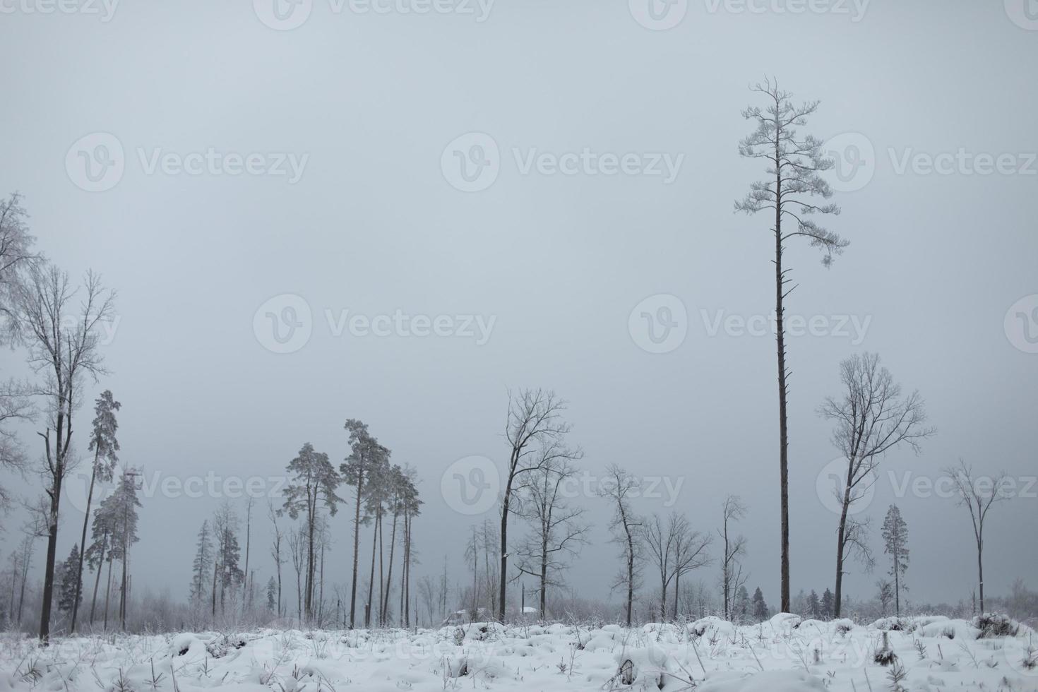 Winter landscape. Deforestation in winter. Field in snow.. Remaining trees. photo