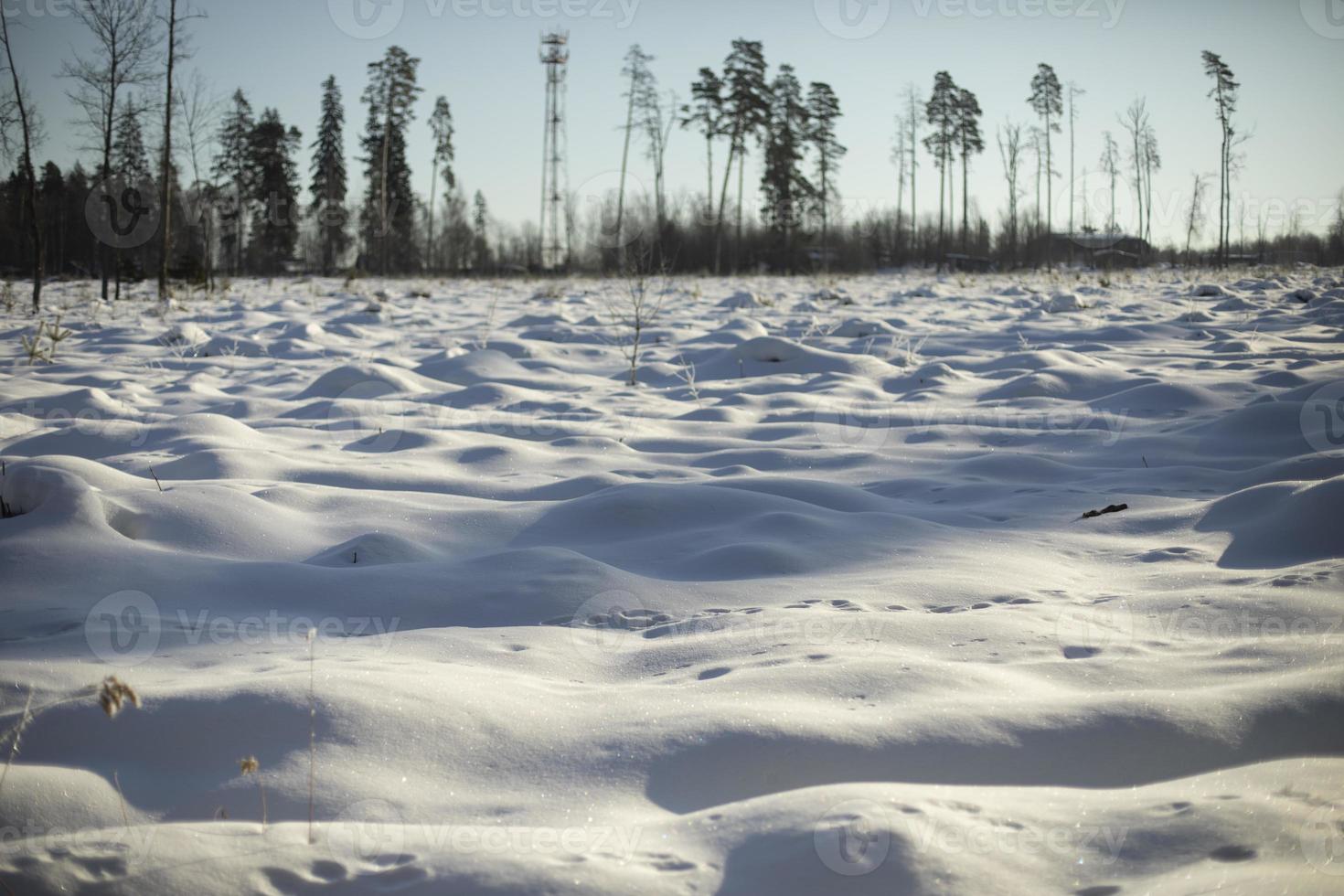 Winter field and forest. Landscape on deforestation. Open space in natural park. photo