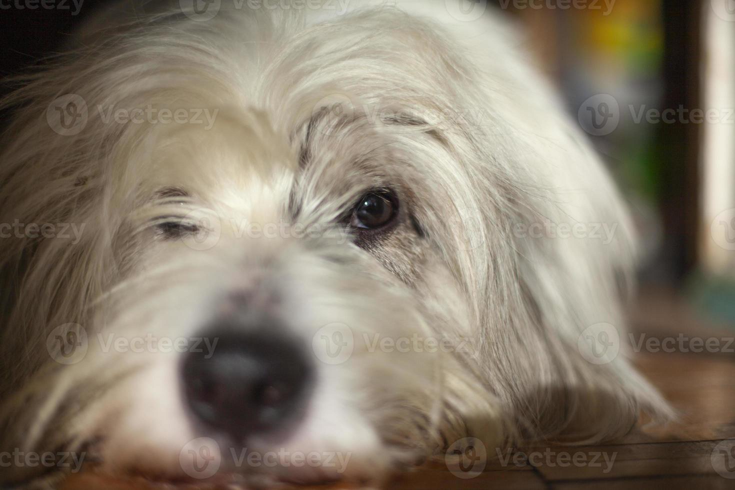 Dog is lying on floor. Dog's muzzle. Animal at home is bored. photo