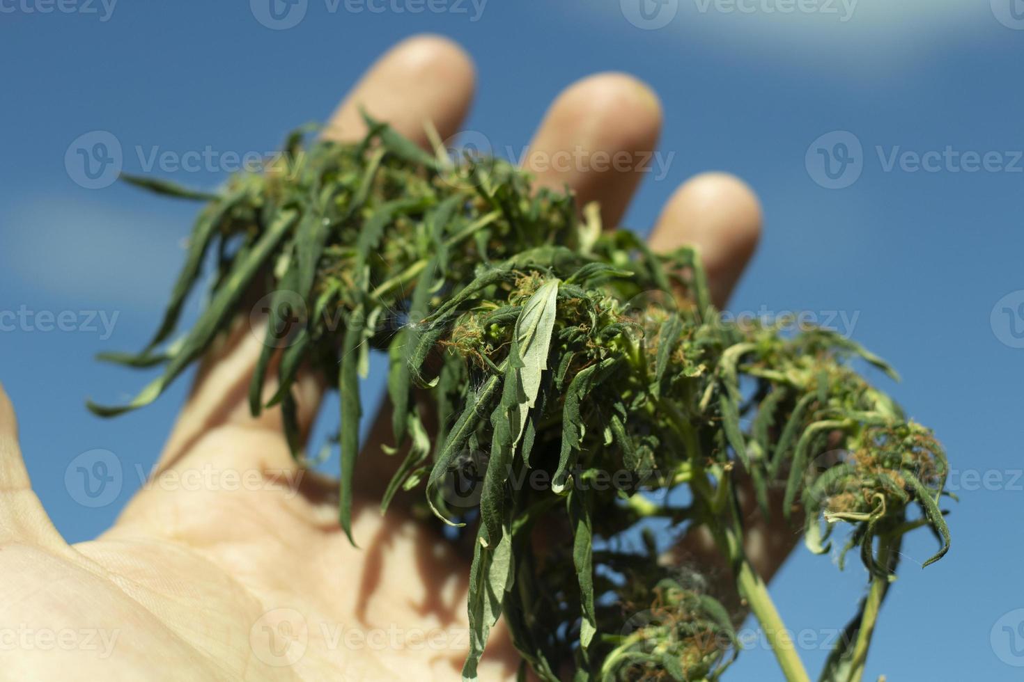 la planta de marihuana está en verano. la mano sostiene el cannabis. planta de marihuana silvestre. foto