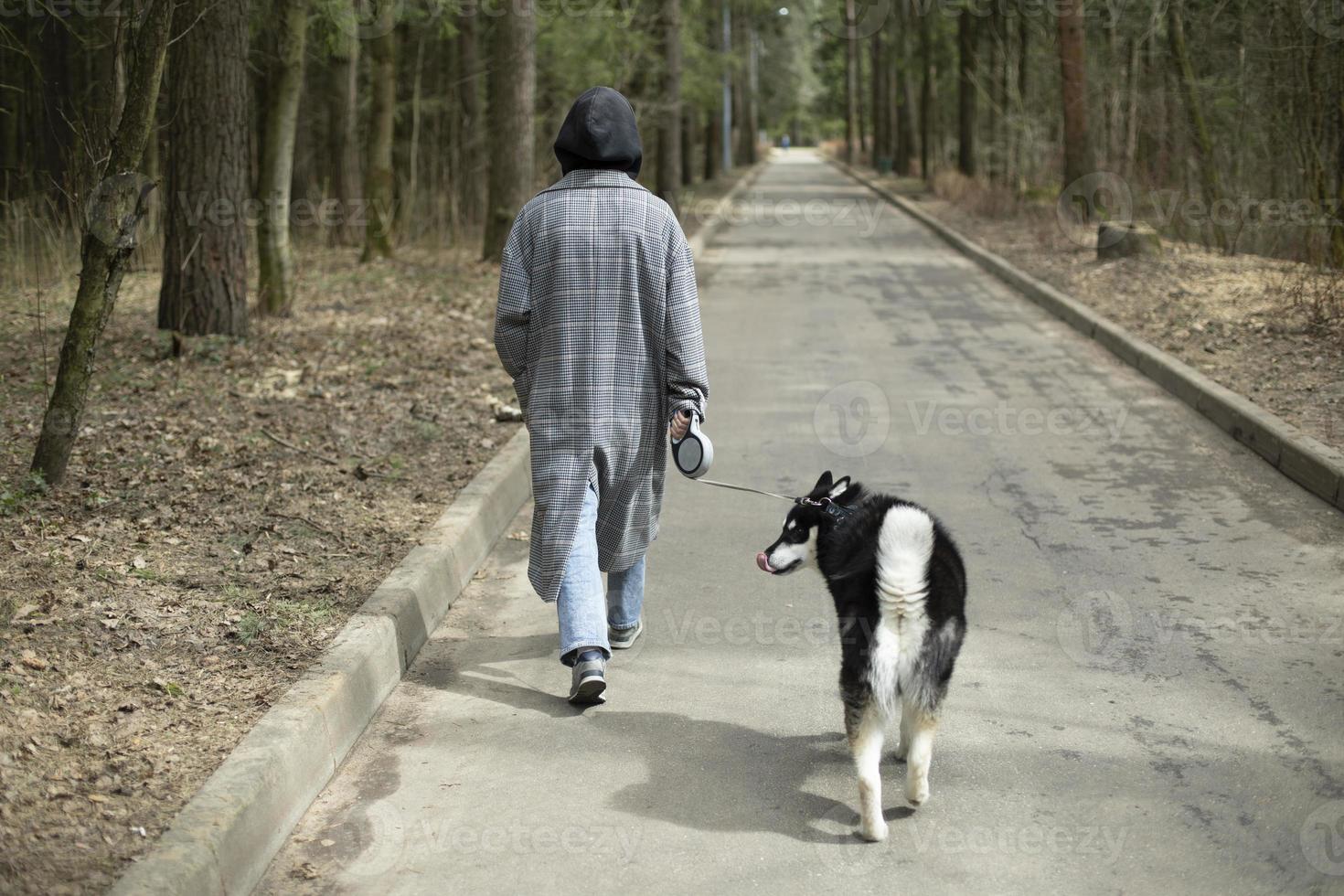 Girl with husky dog. Girl walks pet in park. Dog on leash. photo