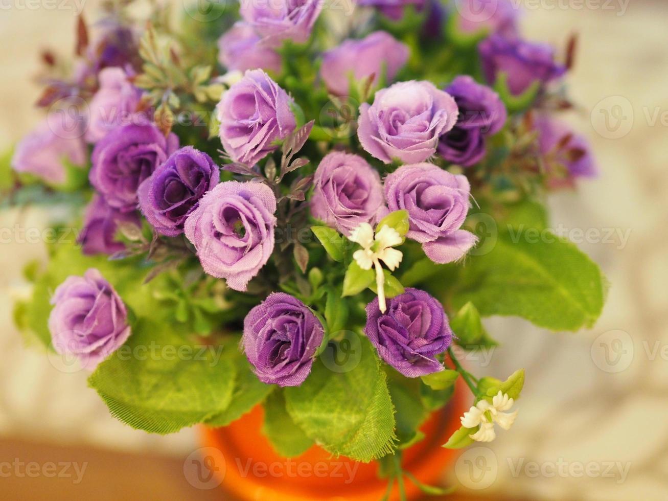violet rose flower in pot photo