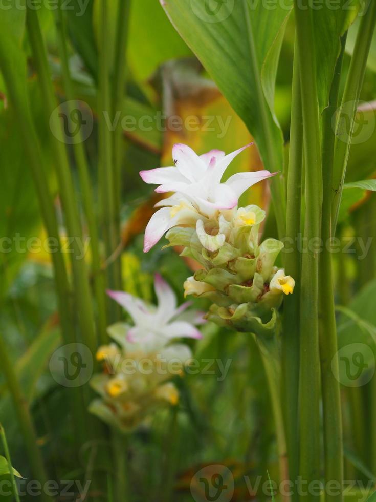 Galanga Flower ,Bouquet Ginger flower, Alpinia purpurata name, According to the top of the petiole Is a bouquet of leaves decorated with a clasp of flowers photo