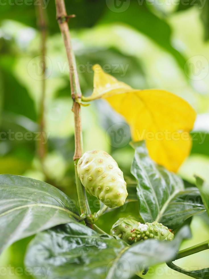 Morinda citrifolia noni Green photo