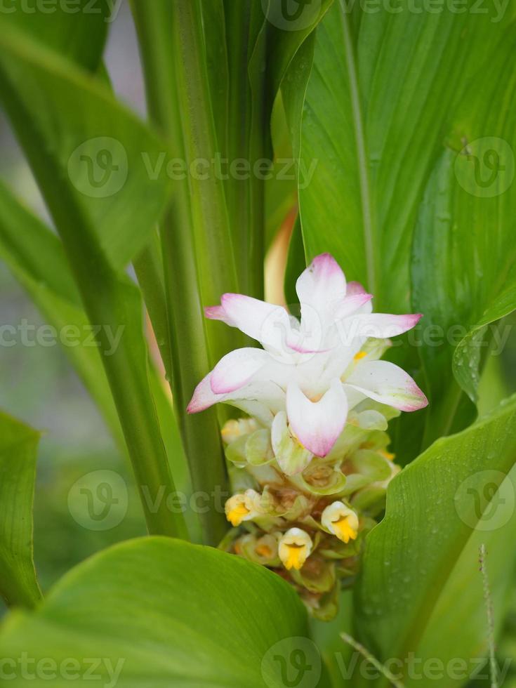 Galanga Flower ,Bouquet photo