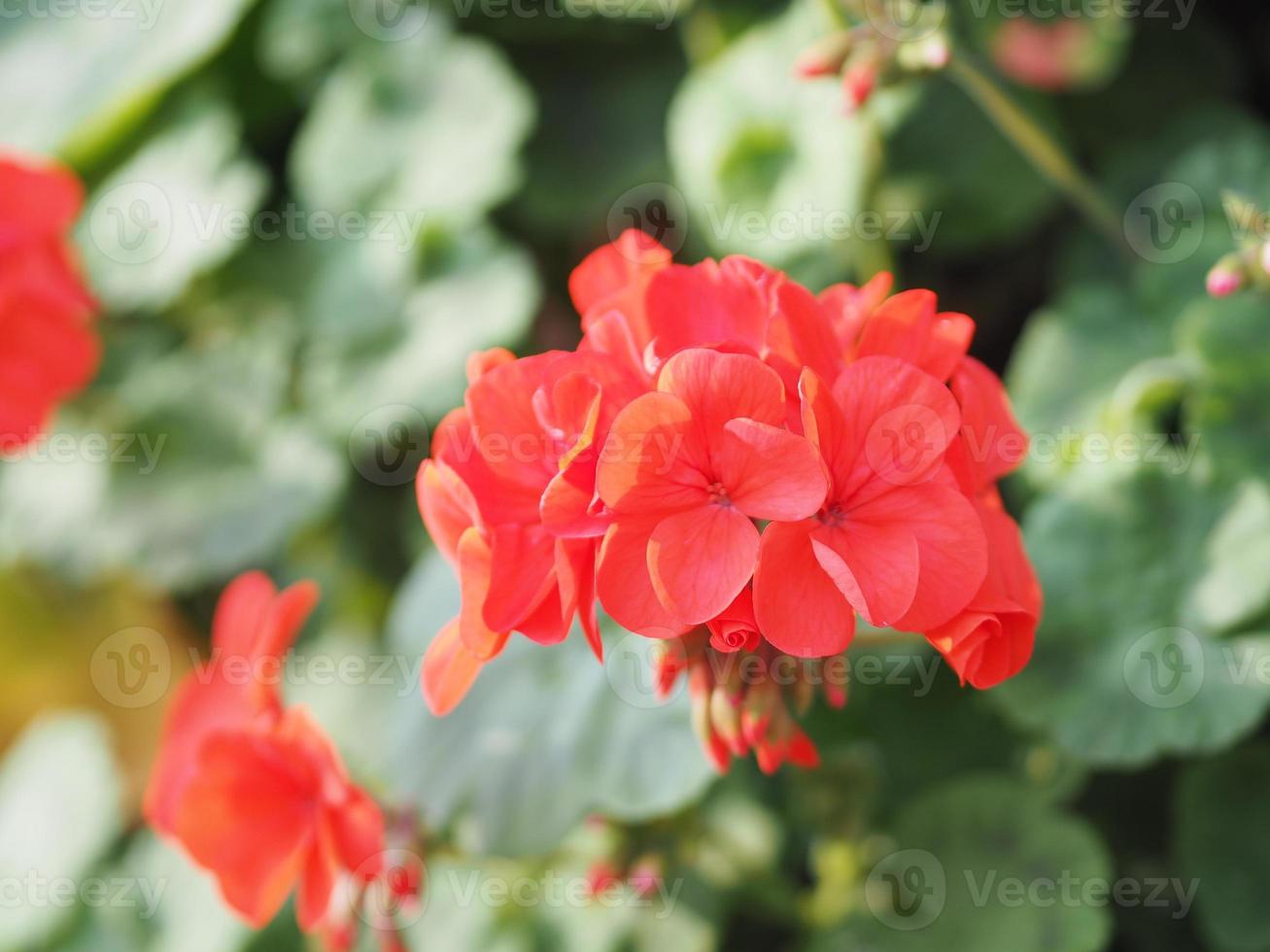 red flower blooming in garden on nature background photo