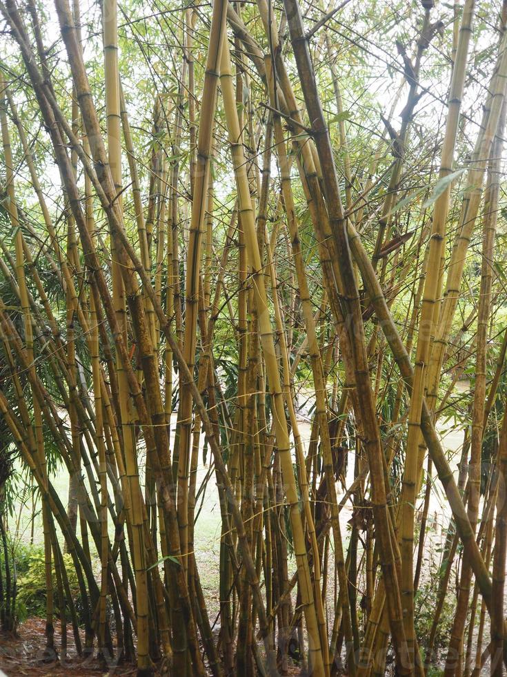 bamboo yellow tree photo