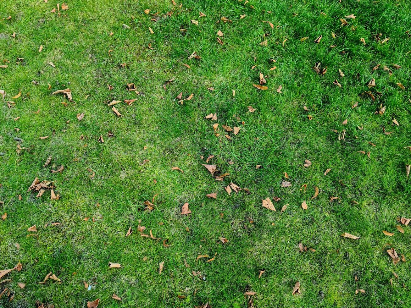 Close up surface of green grass on a meadow on a sunny summer day. photo