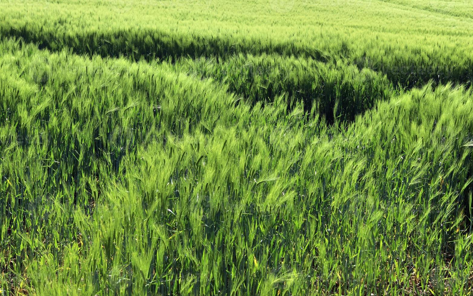Beautiful and detailed close up view on crop and wheat field textures in northern europe. photo