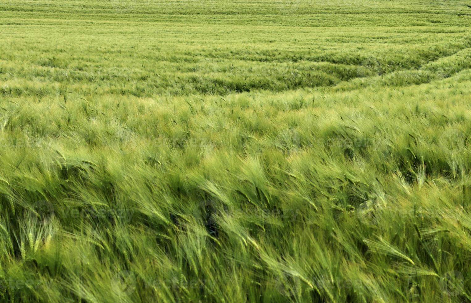 Beautiful and detailed close up view on crop and wheat field textures in northern europe. photo