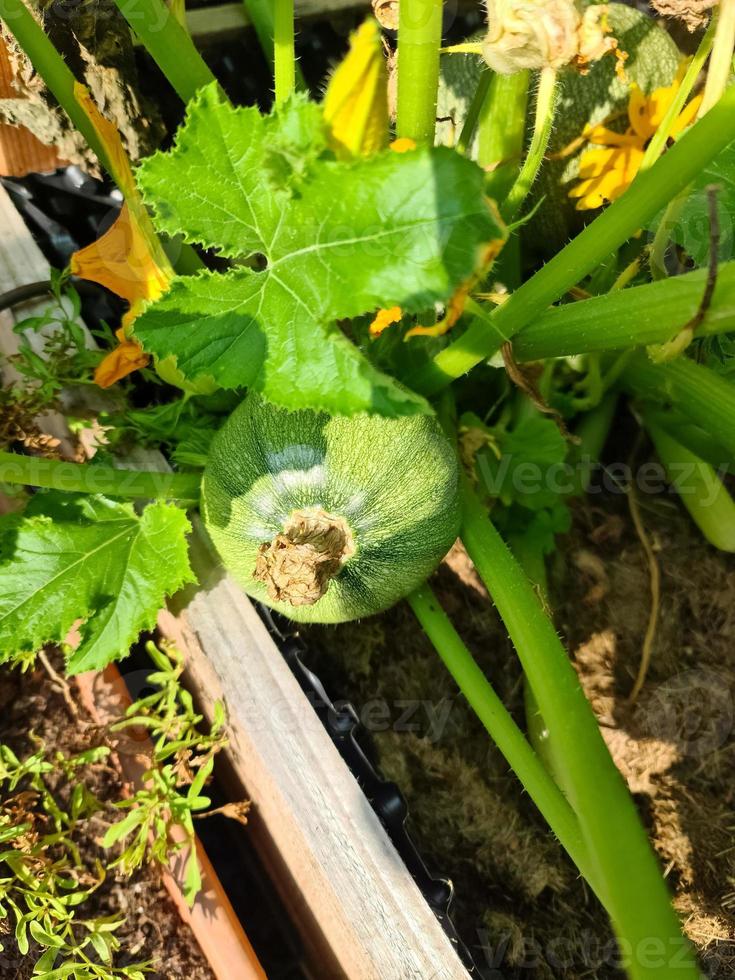 A courgette plant with a large courgette on it. photo