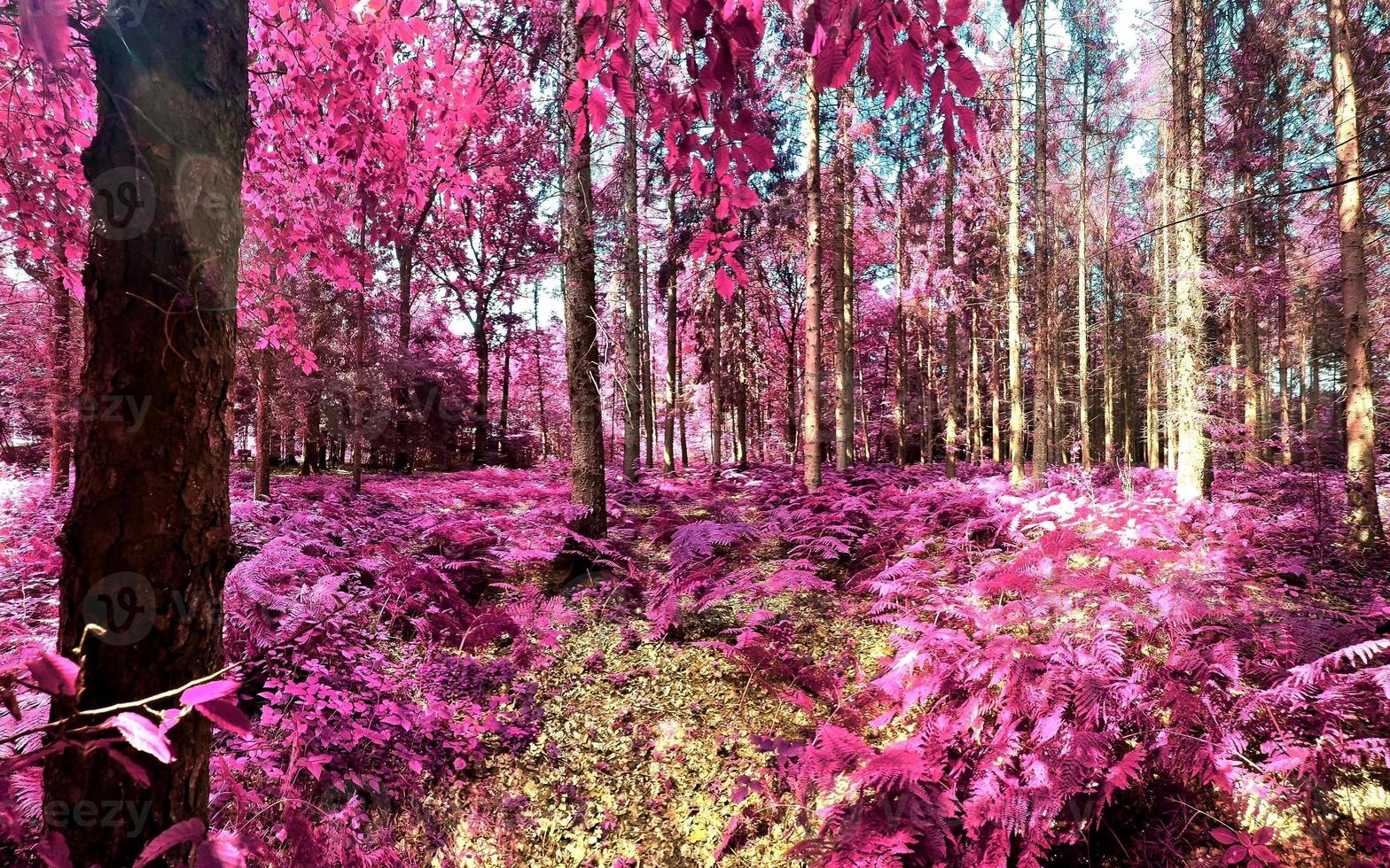 Beautiful pink and purple infrared panorama of a countryside landscape with a blue sky photo