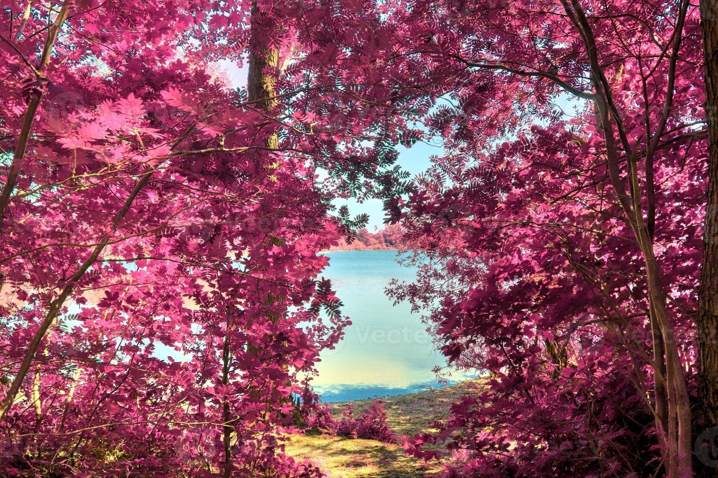 Beautiful pink infrared landscape at a lake with a reflective water surface. photo