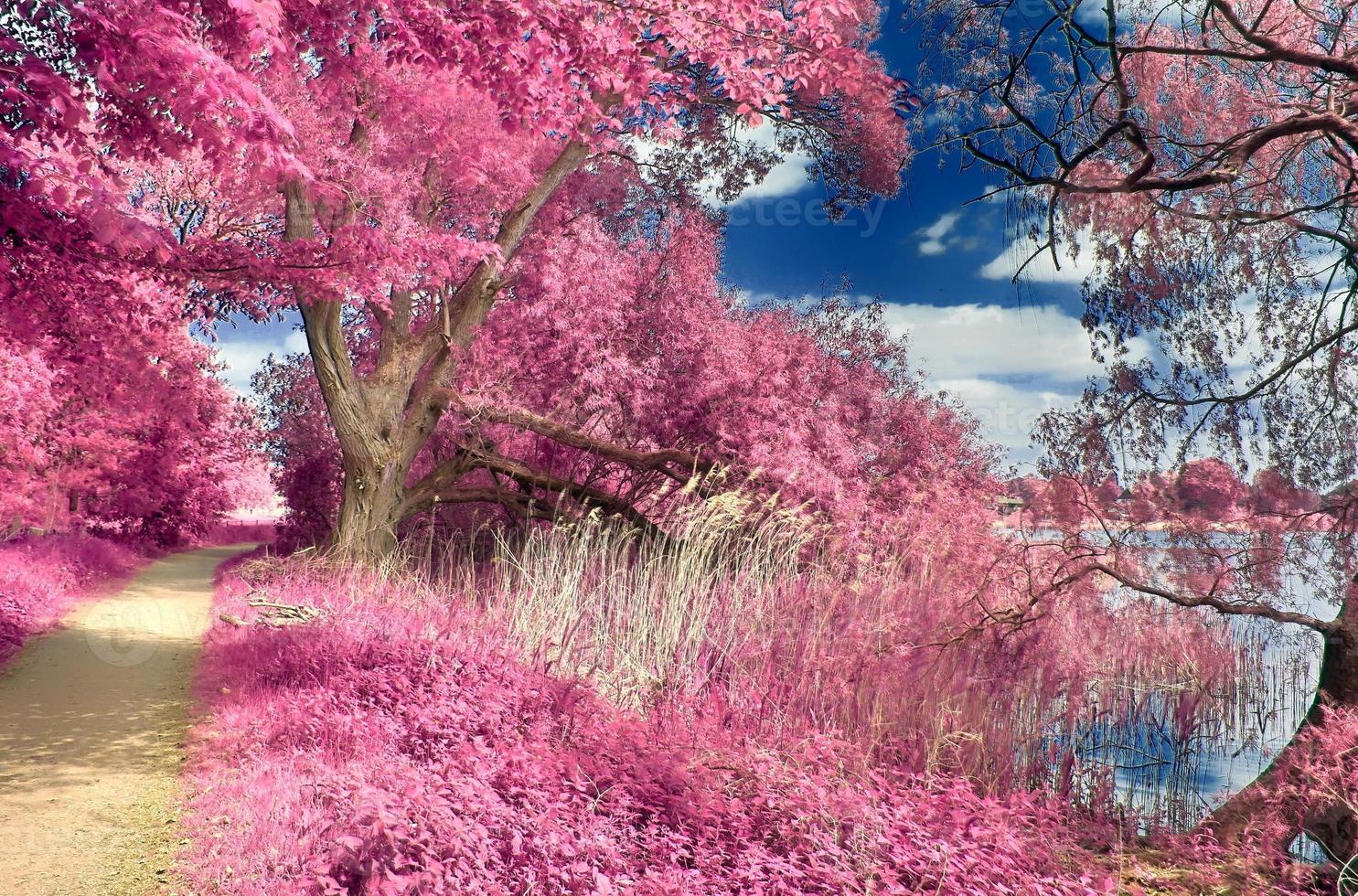 Beautiful pink infrared landscape at a lake with a reflective water surface. photo
