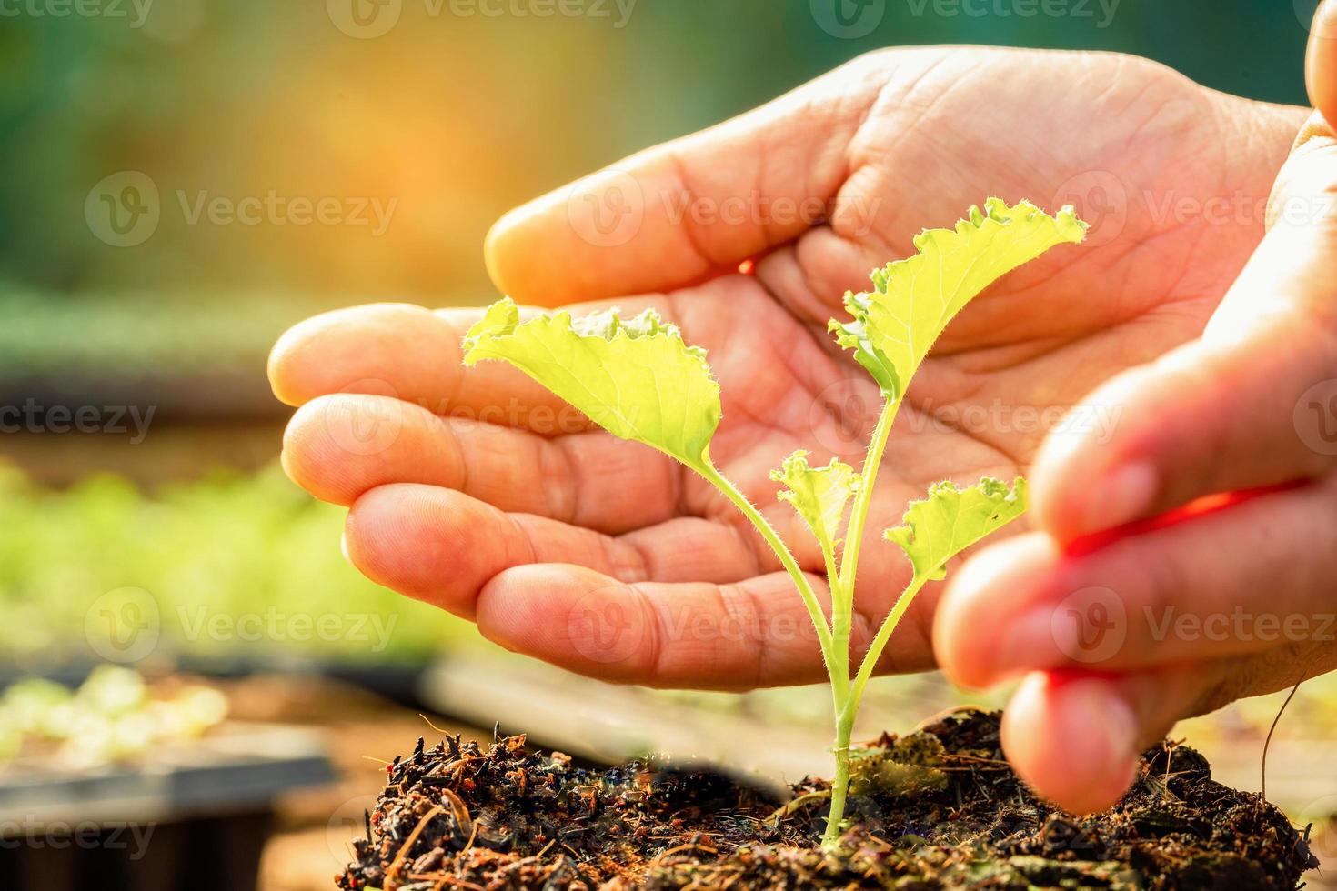 Female hand with seedling, Farm agriculture industry technology, organic young green vegetable in tray, plant hydroponic growing in greenhouse. concept for food healthy, copy space with background photo