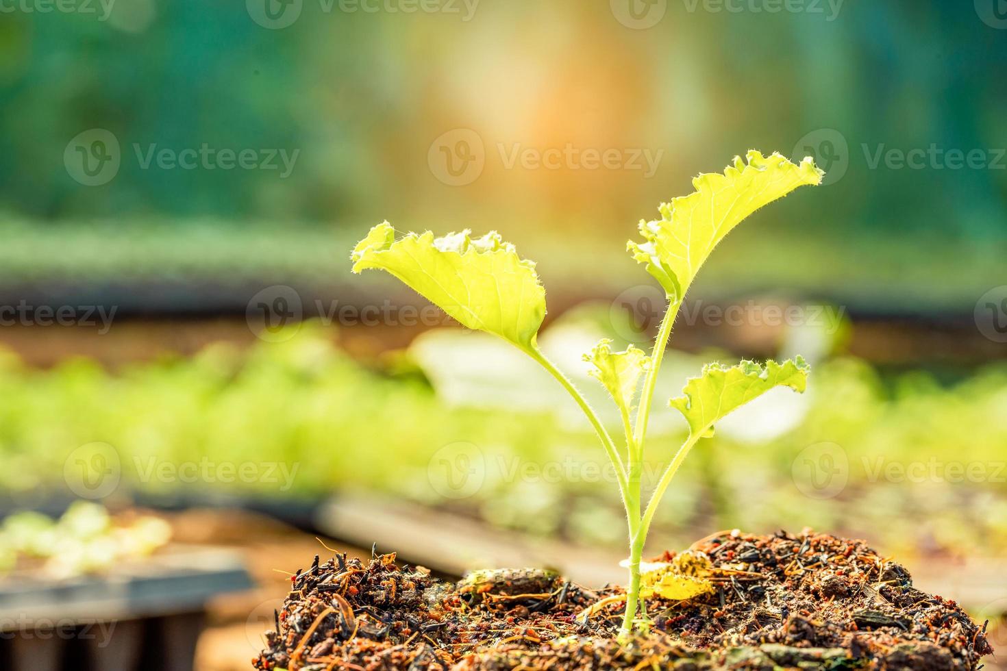 Farm agriculture industry technology, organic young green vegetable in tray, seedlings plant hydroponic growing in greenhouse. concept for food healthy, copy space with background photo