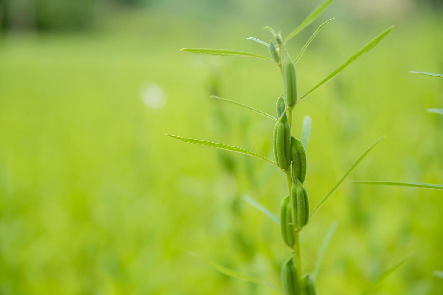 Close-up of organic white young seed with green leaf in field at summer. Herb vegetable plants growth in garden for healthy food use. banner with background photo