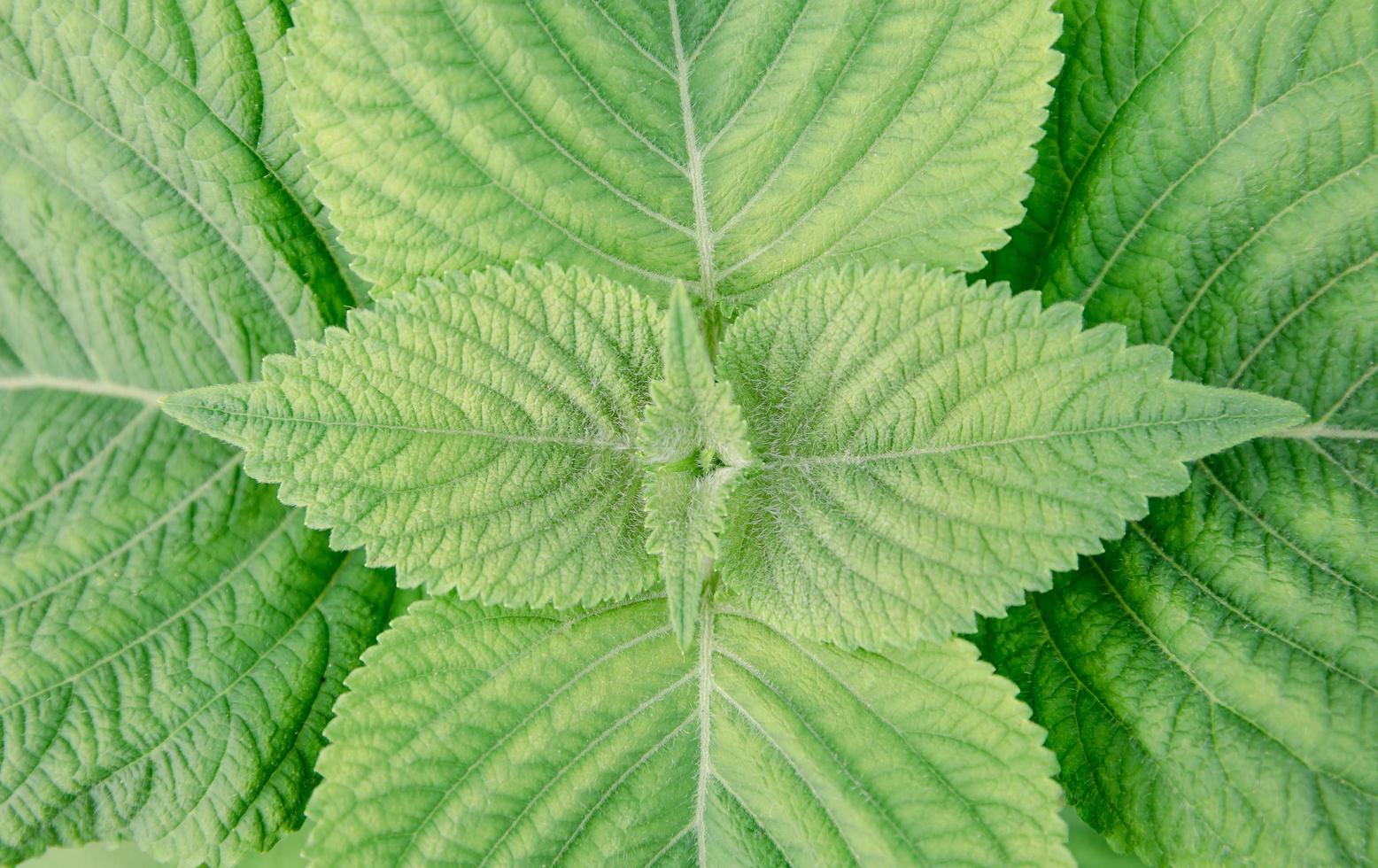 primer plano de plántulas de perilla frutescens de hoja verde orgánica en el campo en verano. crecimiento de plantas vegetales de hierbas en el jardín para un uso alimentario saludable. pancarta con fondo foto