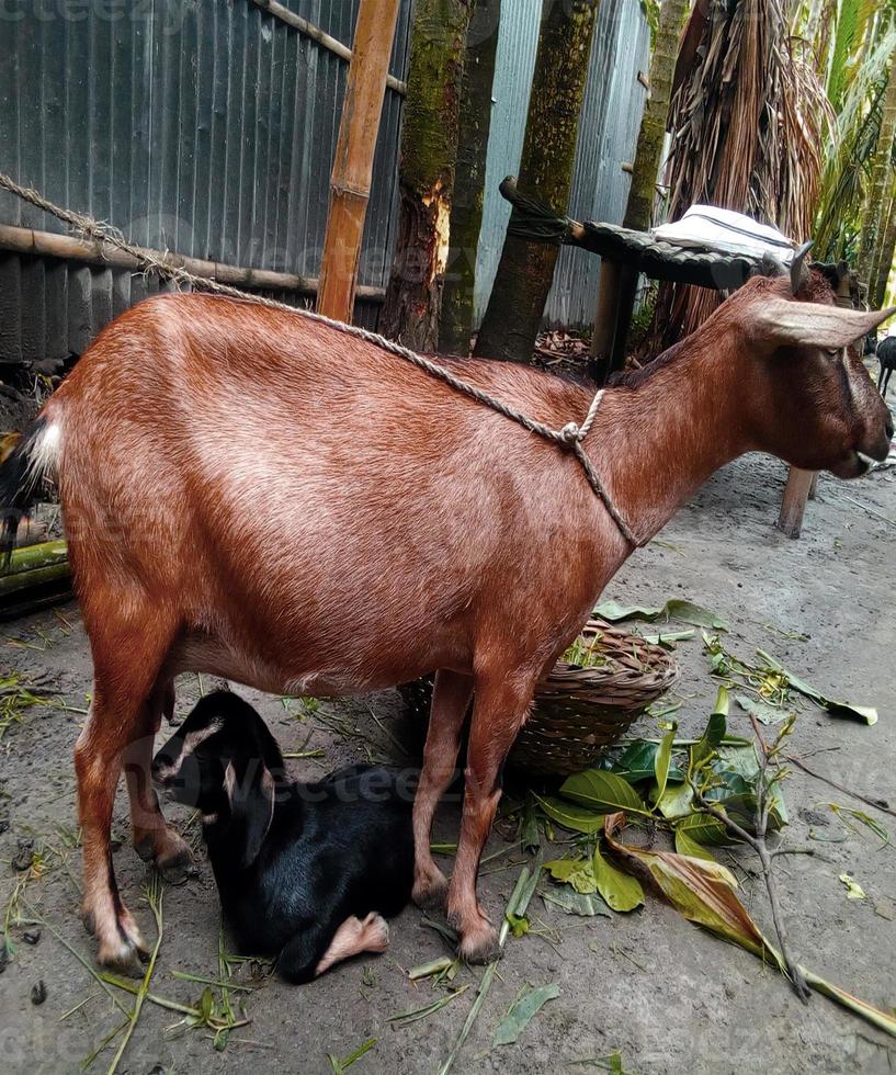 cabra. retrato de una cabra en una granja en el pueblo foto