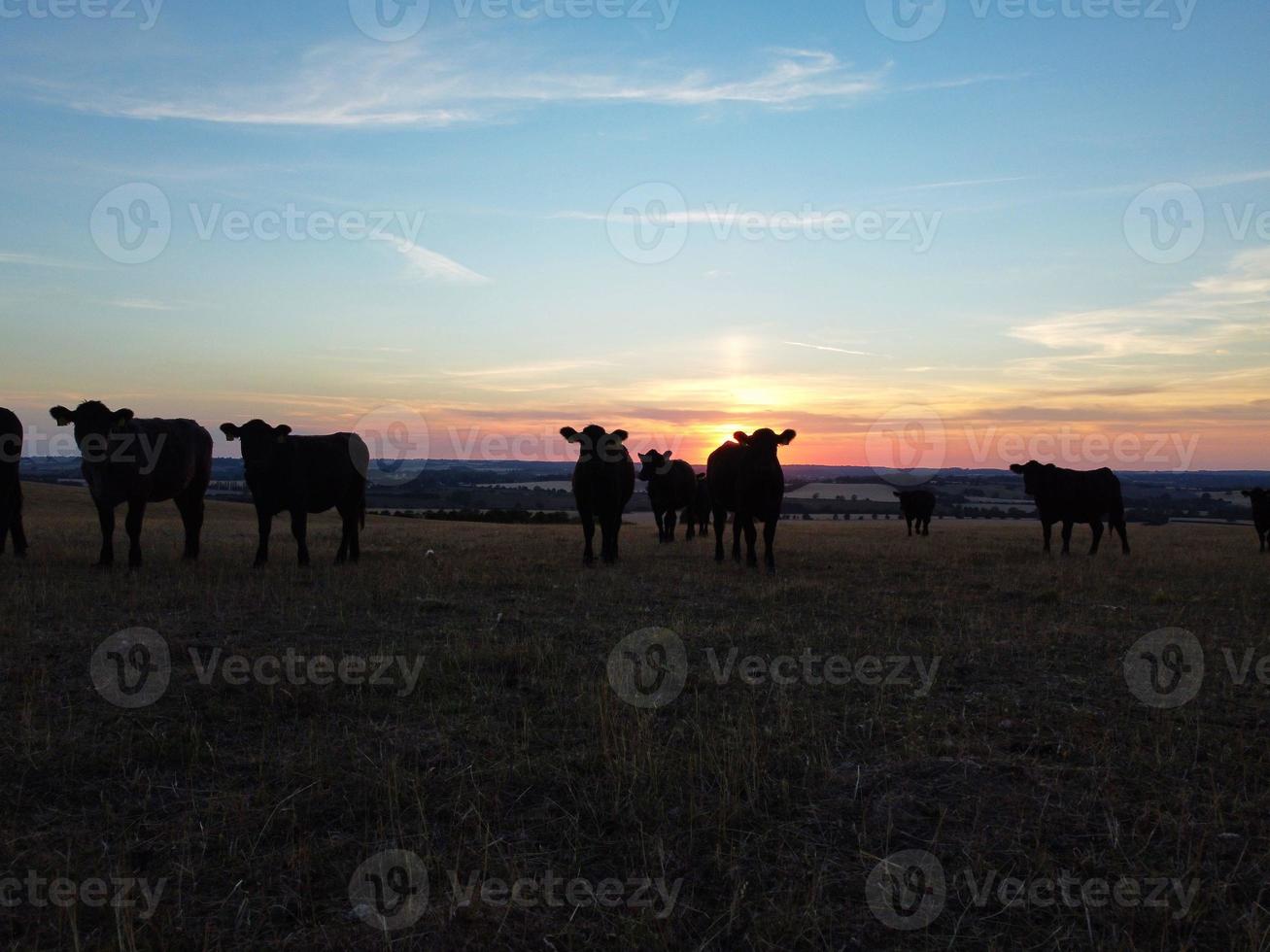 Beautiful Black British Bulls and Cows at England's Countryside Farms, Drone's Footage at Sunset photo