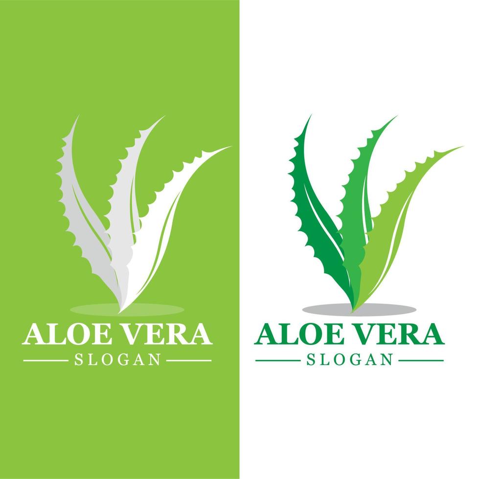 planta verde aloe vera logo vector icono símbolo muchos beneficios