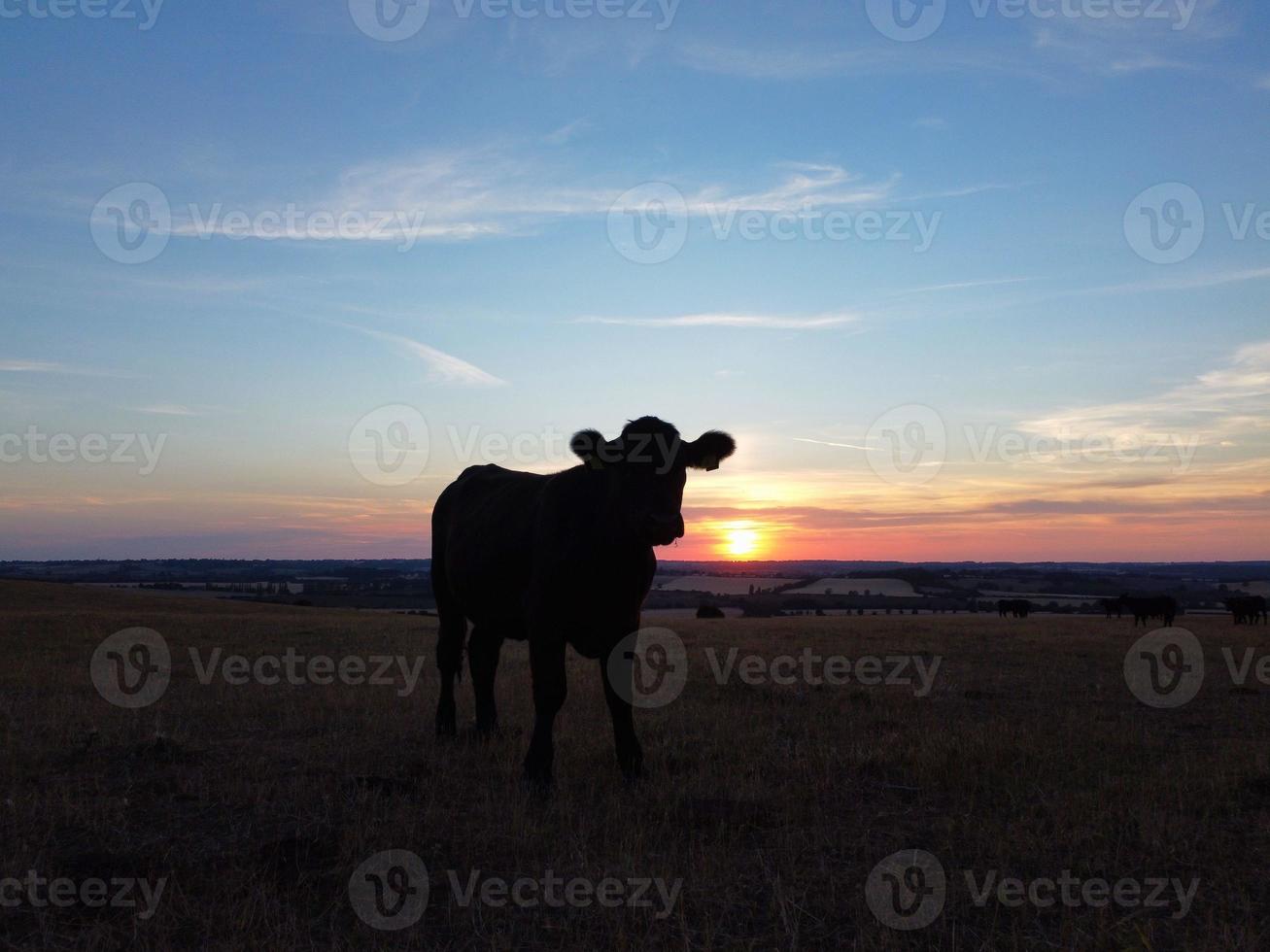 hermosos toros y vacas británicos negros en las granjas rurales de Inglaterra, imágenes de drones al atardecer foto