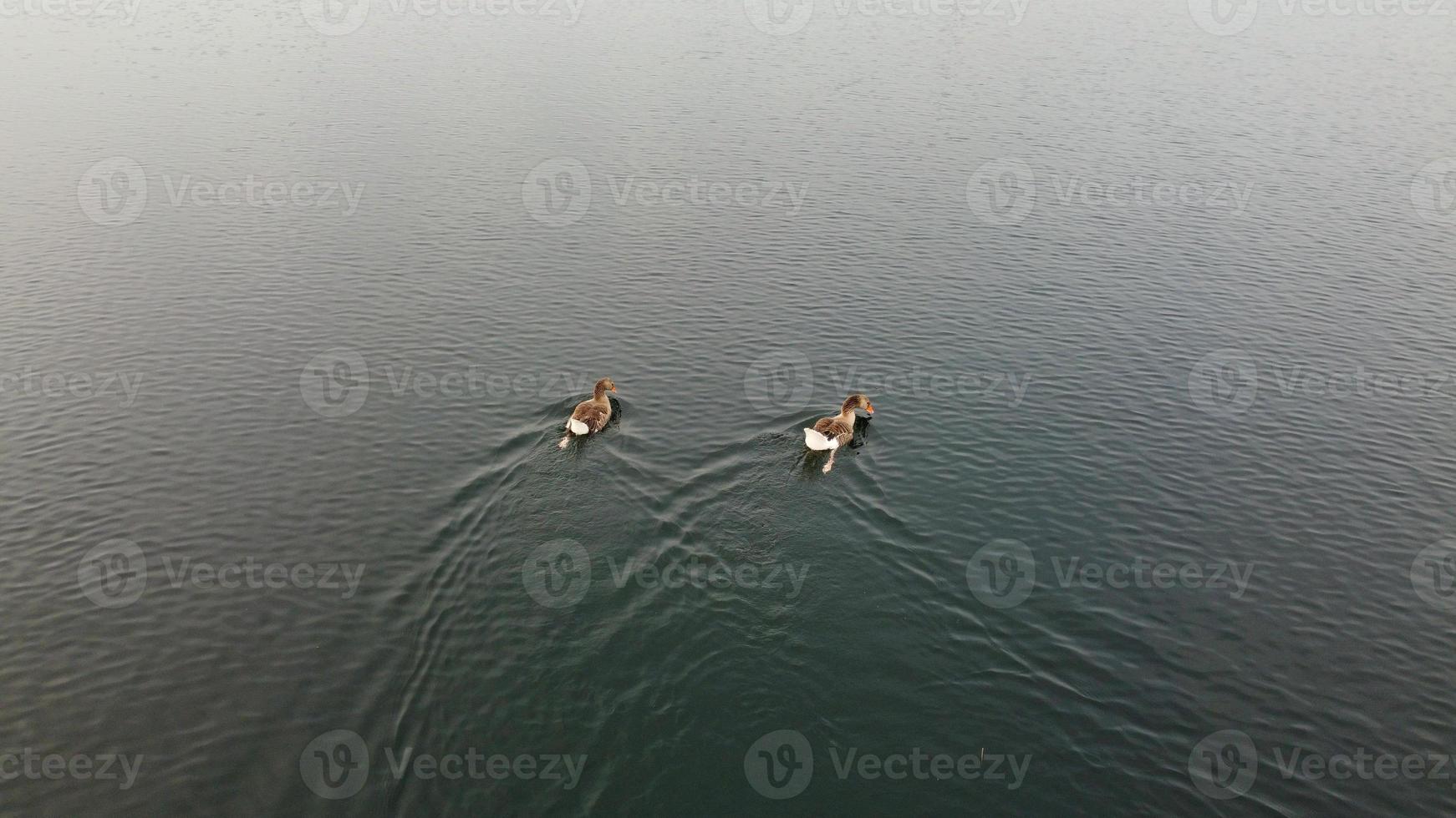 imagen aérea y de ángulo alto lindos pájaros acuáticos están nadando en el lago stewartby de inglaterra reino unido en la hermosa mañana temprano al amanecer foto