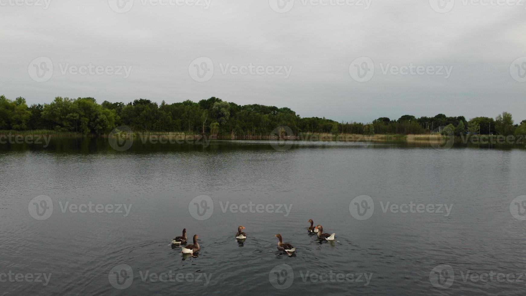 Aerial and High Angle Image Cute Water Birds are Swimming in the Stewartby Lake of England UK on Beautiful Early Morning at Sunrise photo