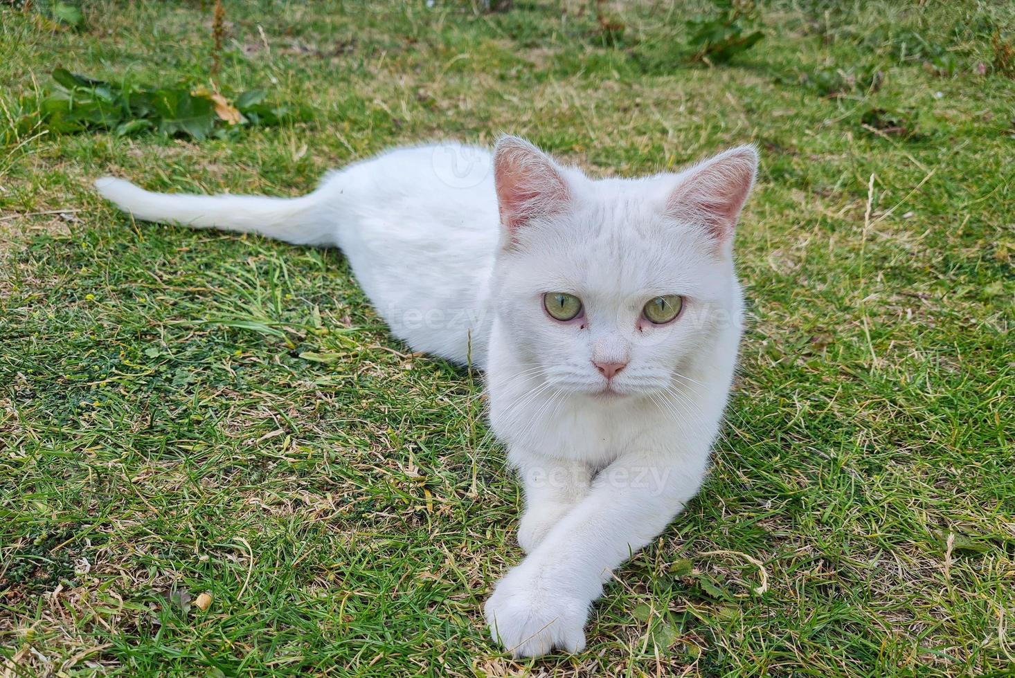 hermoso gato de raza persa en el jardín de la casa, primer plano foto