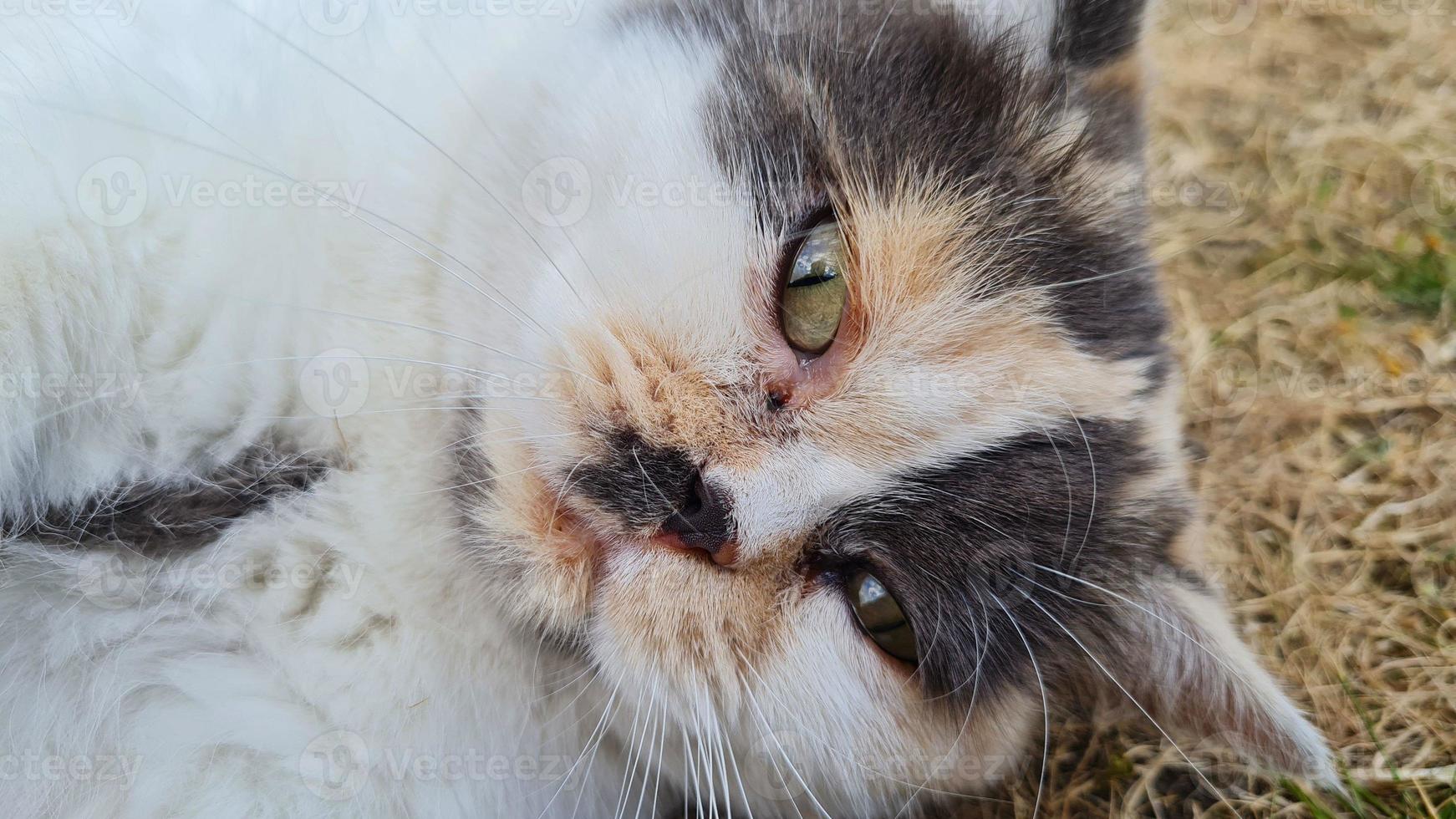 Beautiful Persian Breed Cat in the Home Garden, close up shot photo