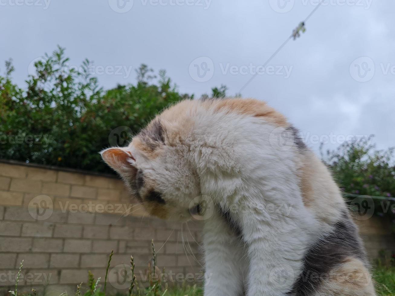 Beautiful and Cute Kitten is posing in the home garden photo