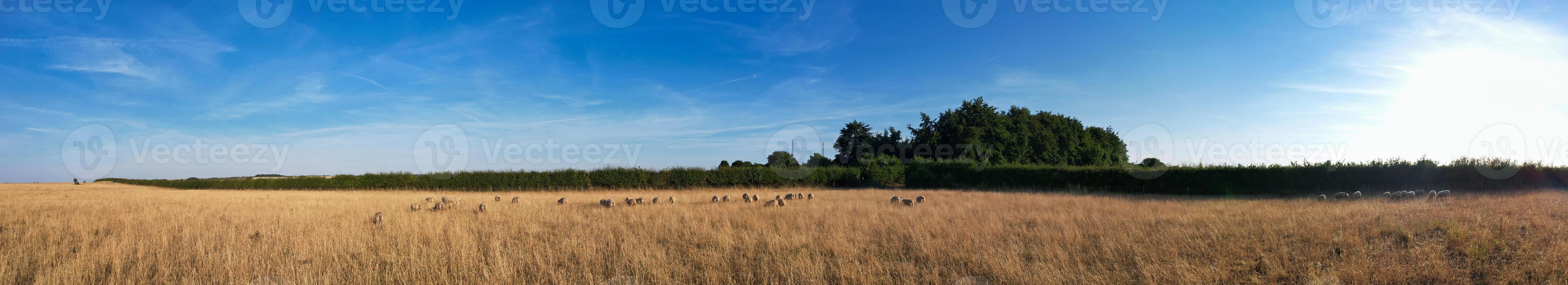 vista de ángulo alto de las granjas británicas de cordero y ovejas en el campo de Inglaterra, era la hora del atardecer foto