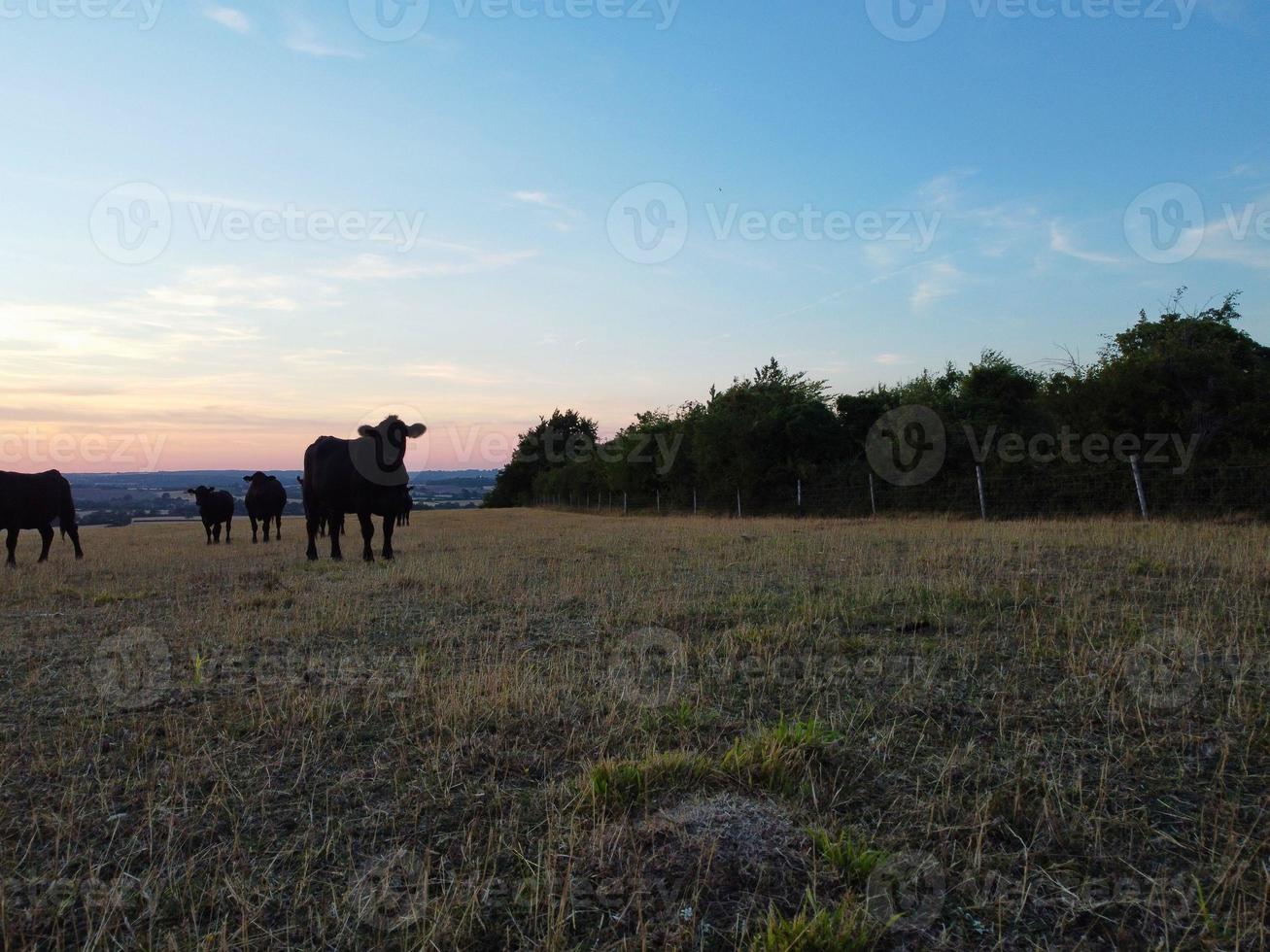 Beautiful Black British Bulls and Cows at England's Countryside Farms, Drone's Footage at Sunset photo