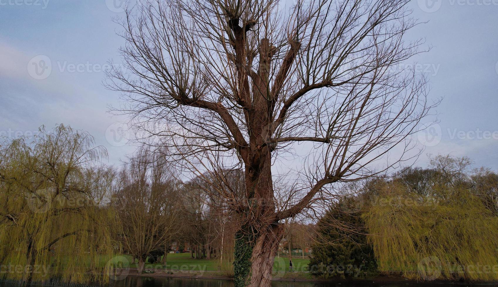 Beautiful bare Tree in the park photo